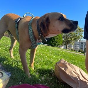 Meet your Posher, Amelia